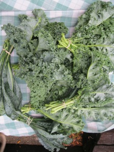 Kale bunches