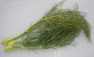 fennel-leaf